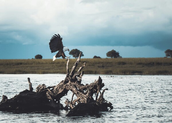 Chobe