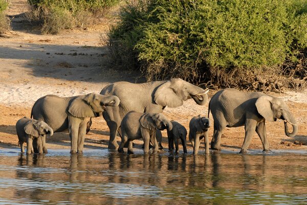 Chobe