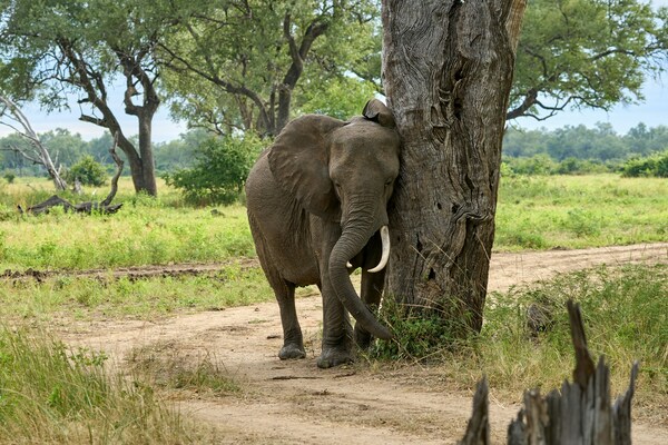 Zambezi