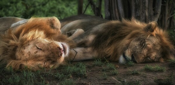 Zambezi